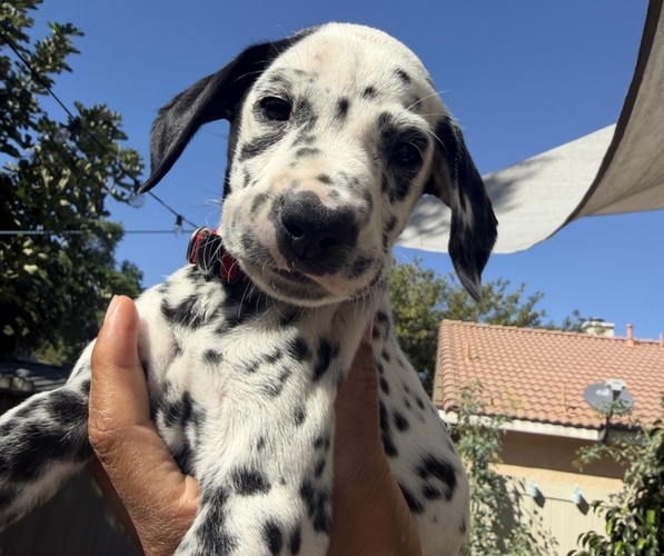 Medium Photo #4 Dalmatian Puppy For Sale in COLTON, CA, USA
