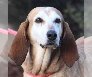 Mutt Dogs for adoption in Canton, CT, USA