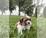 Small Photo #1 Shih Tzu Puppy For Sale in ARCOLA, IL, USA