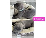 Small Photo #8 Cane Corso Puppy For Sale in MAGNOLIA SQUARE, FL, USA
