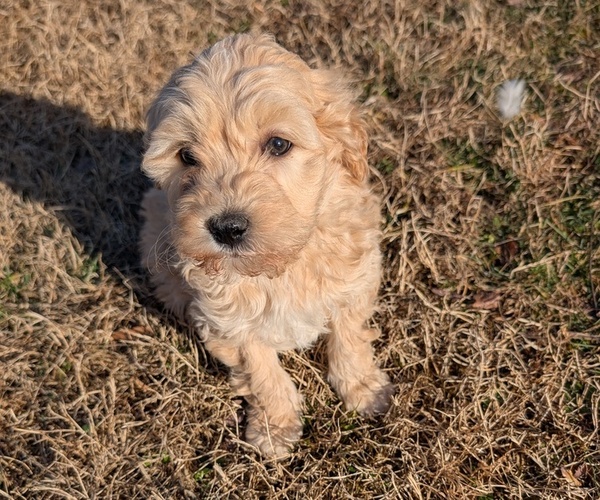 Medium Photo #4 Poodle (Toy)-Sheepadoodle Mix Puppy For Sale in MORGANTON, NC, USA