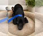 Small Photo #5 Doxle Puppy For Sale in San Diego, CA, USA