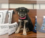 Buffy - Female Mutt Dog for Adoption - Small photo