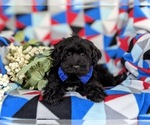 Small #5 YorkiePoo