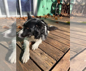 Border Collie Dogs for adoption in Highland, IL, USA