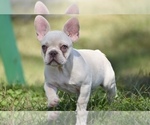 Small Photo #3 French Bulldog Puppy For Sale in CHRISTIANA, TN, USA