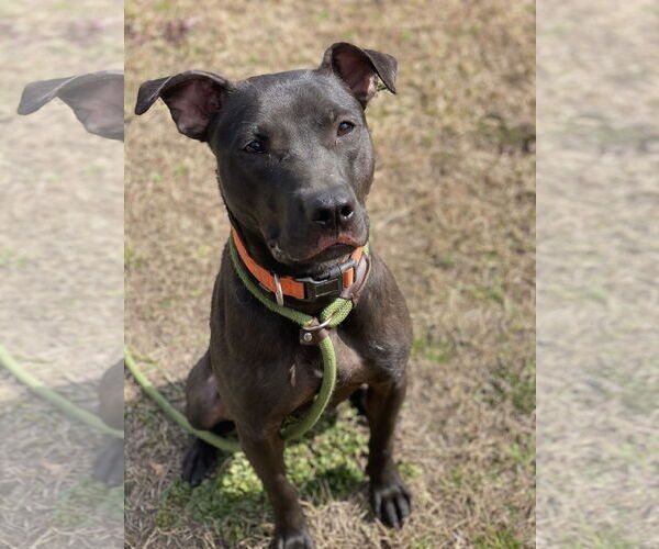Medium Photo #9 Labrador Retriever-Unknown Mix Puppy For Sale in Virginia Beach, VA, USA