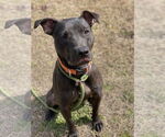 Small #8 Labrador Retriever Mix