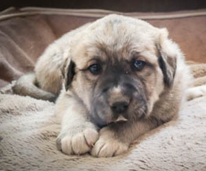 Anatolian Shepherd-Great Pyrenees Mix Dog for Adoption in ELBERT, Colorado USA