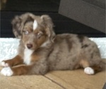 Small #3 Miniature Australian Shepherd
