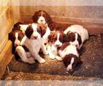 Small Photo #2 English Springer Spaniel Puppy For Sale in LEWISBERRY, PA, USA