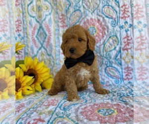 Goldendoodle (Miniature) Puppy for sale in LANCASTER, PA, USA