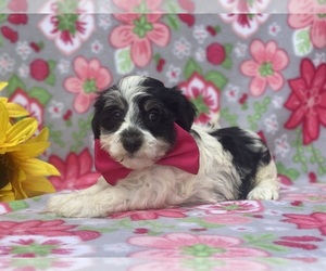 Havanese Puppy for sale in LANCASTER, PA, USA