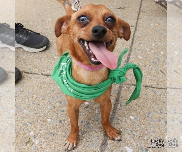 Medium Photo #2 Chihuahua-Unknown Mix Puppy For Sale in Washington, DC, USA