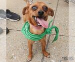 Small #1 Chihuahua Mix