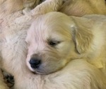 Small Photo #3 Golden Retriever Puppy For Sale in LOVELADY, TX, USA