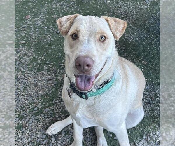 Medium Photo #6 Labrador Retriever-Unknown Mix Puppy For Sale in San Diego, CA, USA