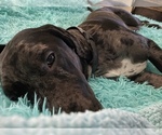 Small Photo #16 Catahoula Leopard Dog-Dalmatian Mix Puppy For Sale in THOUSAND OAKS, CA, USA