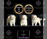 Small Photo #118 Maltipoo Puppy For Sale in WARSAW, IN, USA