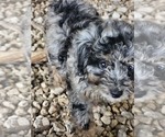 Small #1 Aussie-Poo-Aussiedoodle Mix