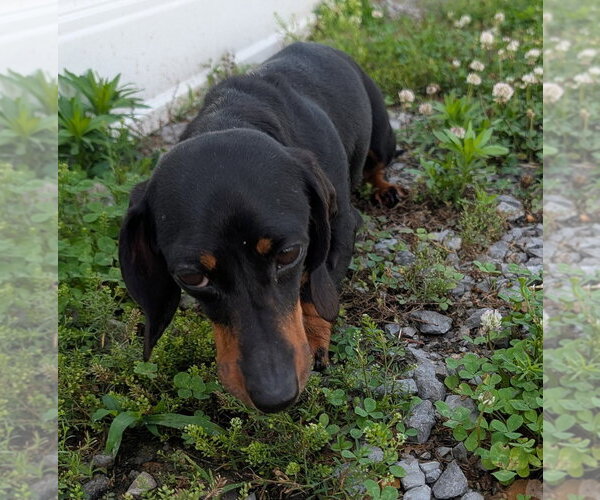 Medium Photo #9 Dachshund Puppy For Sale in Shelbyville, TN, USA