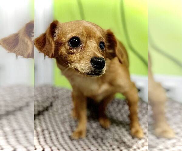 Medium Photo #1 Chihuahua-Unknown Mix Puppy For Sale in Estherville, IA, USA