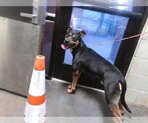 German Shepherd Dog-Unknown Mix Dogs for adoption in Tulsa, OK, USA