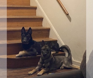 German Shepherd Dog-Siberian Husky Mix Puppy for sale in CHAFFEE VILLAGE, TX, USA