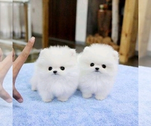 Pomeranian Puppy for sale in Joutsa, Central Finland, Finland