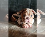 Small Photo #3 English Bulldog Puppy For Sale in POPLAR, CA, USA