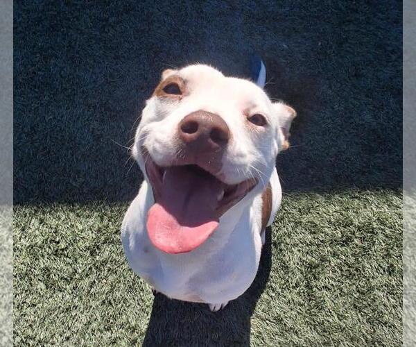 Medium Photo #3 Mutt Puppy For Sale in Rockwall, TX, USA