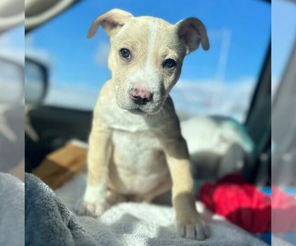 Medium Photo #7 Mutt Puppy For Sale in Laramie, WY, USA