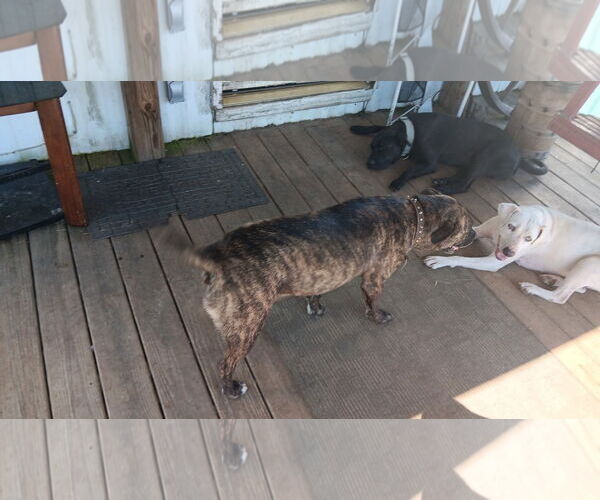 Medium Photo #3 American Pit Bull Terrier-Labrador Retriever Mix Puppy For Sale in White Bluff, TN, USA