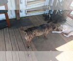 Small #2 American Pit Bull Terrier-Labrador Retriever Mix