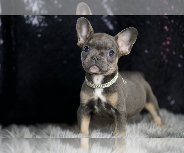 Medium Photo #36 French Bulldog Puppy For Sale in WARSAW, IN, USA