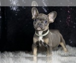 Small Photo #36 French Bulldog Puppy For Sale in WARSAW, IN, USA