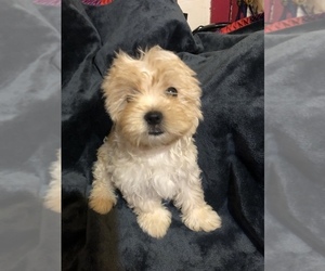 Morkie Puppy for sale in NAUGATUCK, CT, USA