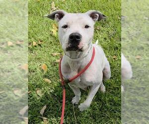 American Staffordshire Terrier Dogs for adoption in Fort Lauderdale, FL, USA