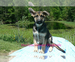 Small #2 German Shepherd Dog
