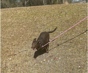 Lilah - Female Feist Terrier-Labrador Retriever Mix Dog for Adoption - Photo #3