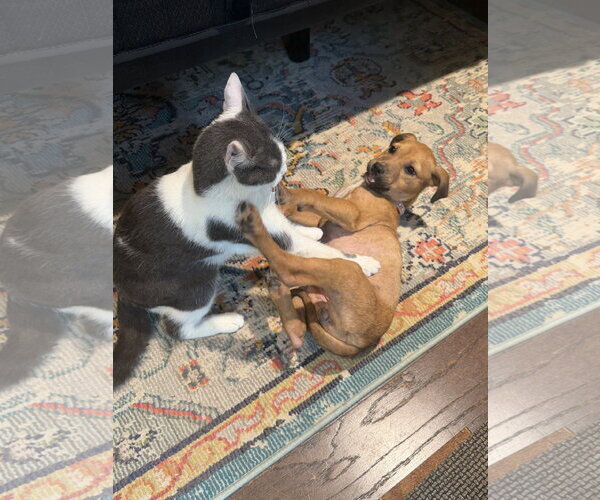 Medium Photo #6 Labrador Retriever-Unknown Mix Puppy For Sale in The Woodlands, TX, USA