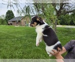 Small #13 American Corgi