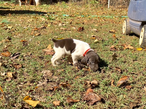 Medium Photo #4 German Shorthaired Pointer Puppy For Sale in PROSPECT, VA, USA