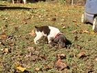 Small Photo #4 German Shorthaired Pointer Puppy For Sale in PROSPECT, VA, USA