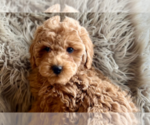 Small Photo #6 Poodle (Miniature) Puppy For Sale in DUNDEE, OH, USA
