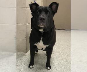 Labrador Retriever Dogs for adoption in Conroe, TX, USA