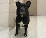 Small Labrador Retriever