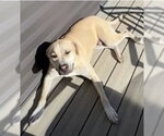 Small American Pit Bull Terrier Mix