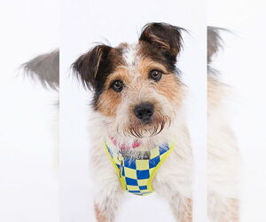 Parson Russell Terrier-Unknown Mix Dogs for adoption in Princeton, MN, USA