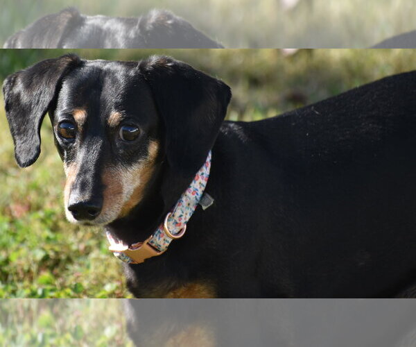 Medium Photo #2 Dachshund Puppy For Sale in Shelbyville, TN, USA